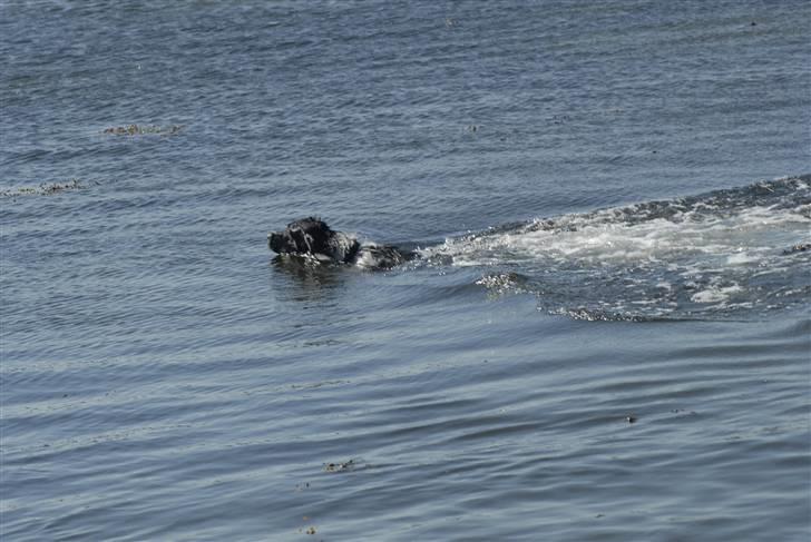 Blanding af racer ~*~Fonzy~*~ billede 12