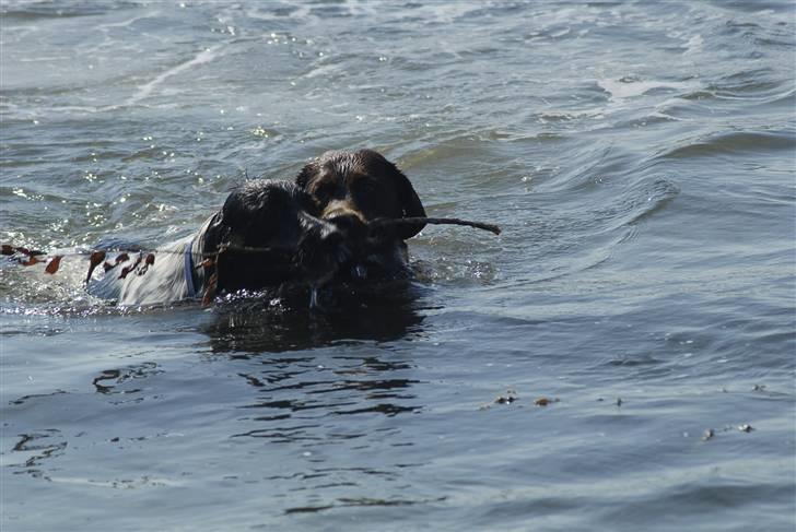 Blanding af racer ~*~Fonzy~*~ billede 13