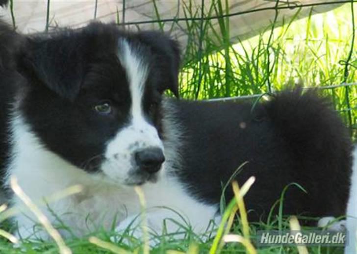 Border collie Brandy † RIP- 7-10-2009 † billede 17