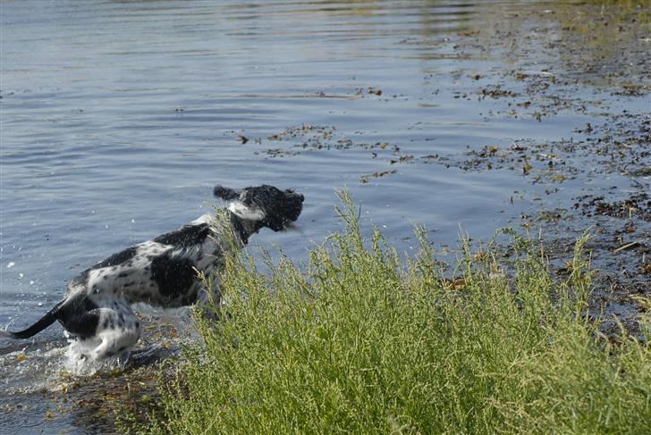 Blanding af racer ~*~Fonzy~*~ billede 14