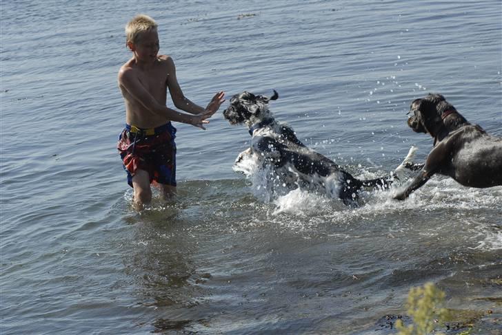 Blanding af racer ~*~Fonzy~*~ billede 15