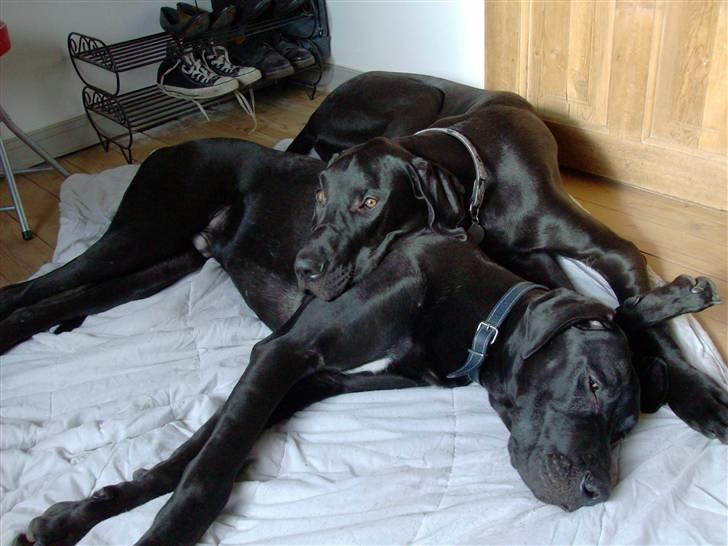 Grand danois Tiny og Otis - tiny og otis billede 1