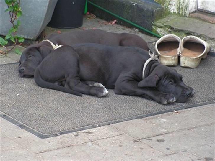 Grand danois Tiny og Otis - baby tiny og otis billede 2