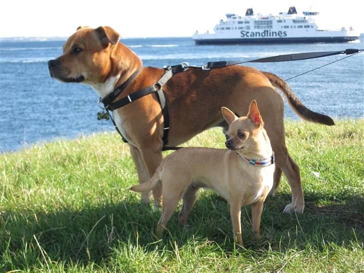 Staffordshire bull terrier Simba - Kan du se Kaj og Bøje? billede 5