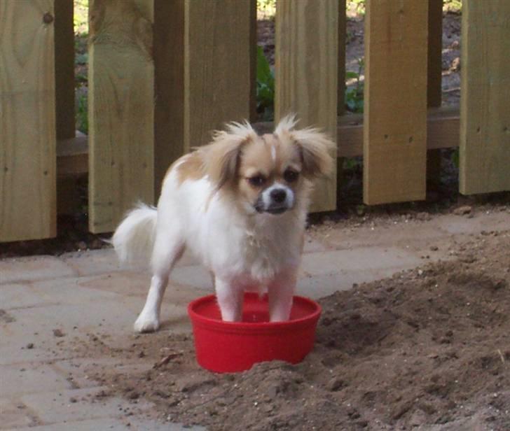 Tibetansk spaniel Sweetie (Mor til 4) - Det skulle være så sundt med fodbad billede 18