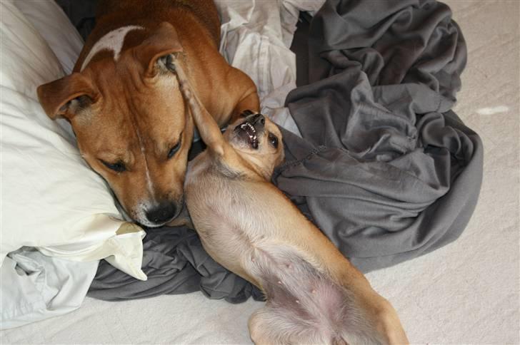 Staffordshire bull terrier Simba - Simba du er fanget siger chili billede 6