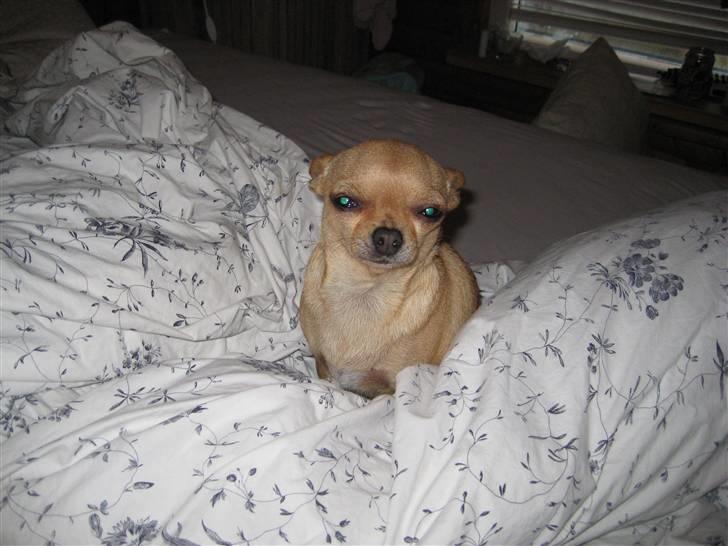 Chihuahua Chili (mors dejlige tøs) billede 6