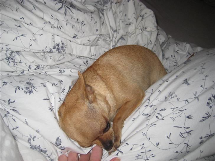 Chihuahua Chili (mors dejlige tøs) billede 7