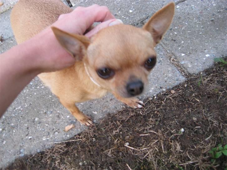 Chihuahua Chili (mors dejlige tøs) billede 8