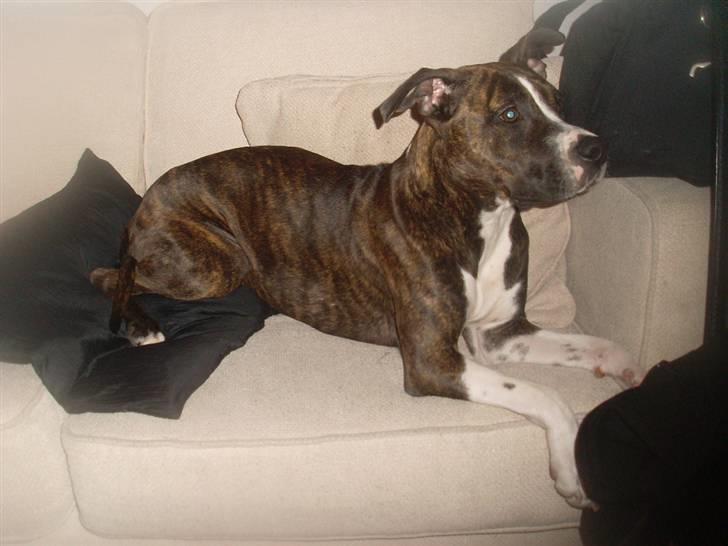 Amerikansk staffordshire terrier Nala - Nala pigen :) billede 1