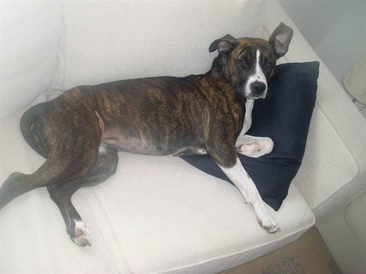 Amerikansk staffordshire terrier Nala billede 2