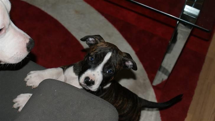 Amerikansk staffordshire terrier Nala - Vil lege med Balto :p billede 3