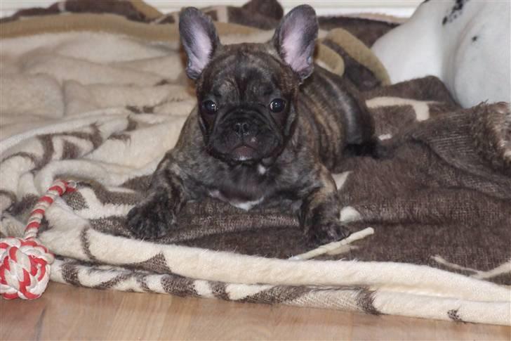 Fransk bulldog A'la'coccio's X-tra  billede 1
