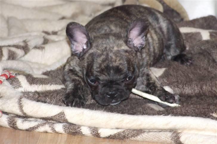 Fransk bulldog A'la'coccio's X-tra  billede 2