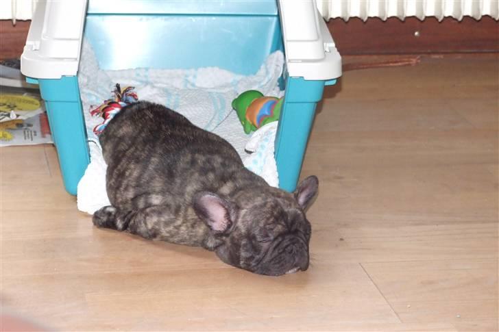 Fransk bulldog A'la'coccio's X-tra  billede 3