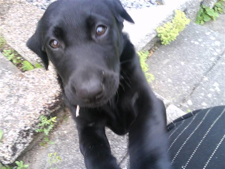 Labrador retriever Daimi - Marianneeee, Gi en godbid!! billede 1
