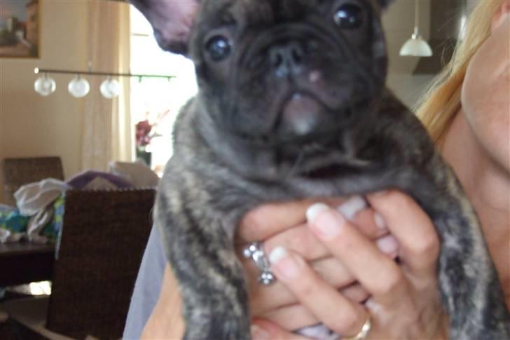 Fransk bulldog A'la'coccio's X-tra  billede 4