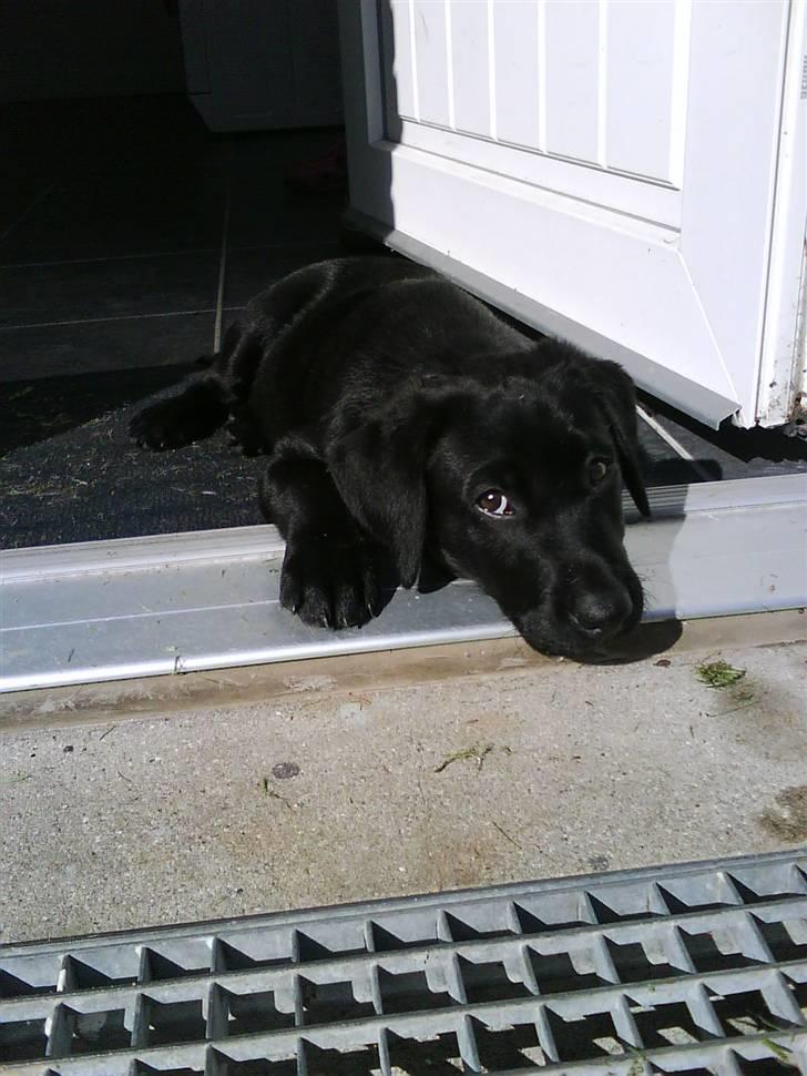 Labrador retriever Daimi - Hygge i solen i døren billede 2