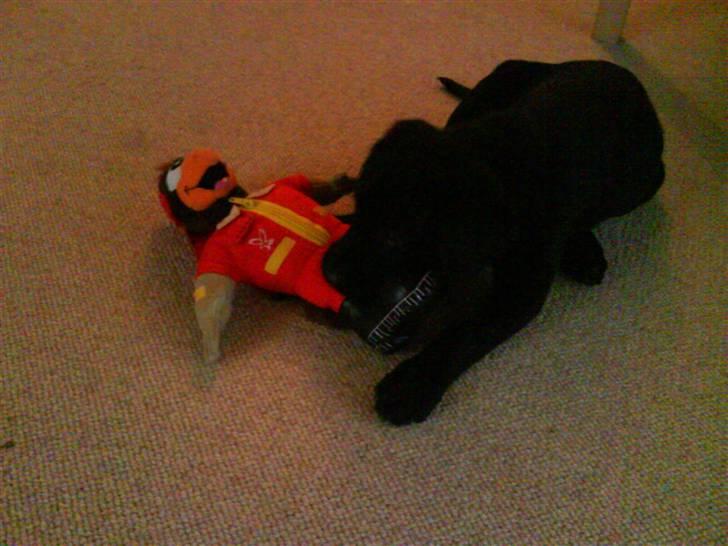 Labrador retriever Daimi - Det bedste legetøj er nu engang Sophus billede 3