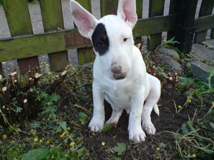 Bullterrier Ludvig billede 4
