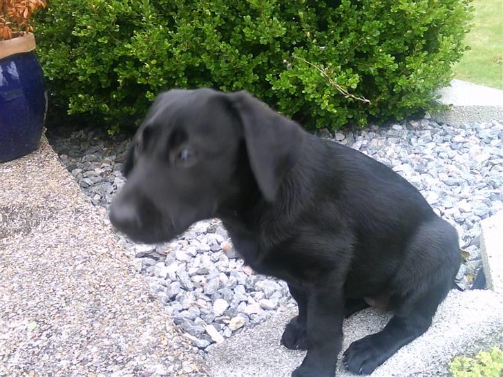 Labrador retriever Daimi - Daimi gider ikk rejse sig for en godbid... ;) billede 4