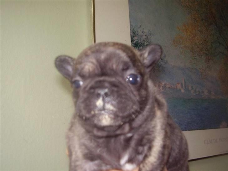 Fransk bulldog A'la'coccio's X-tra  billede 5