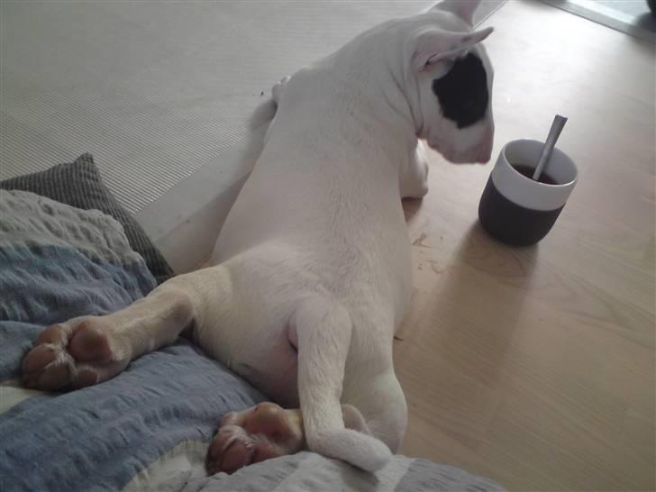 Bullterrier Ludvig billede 5