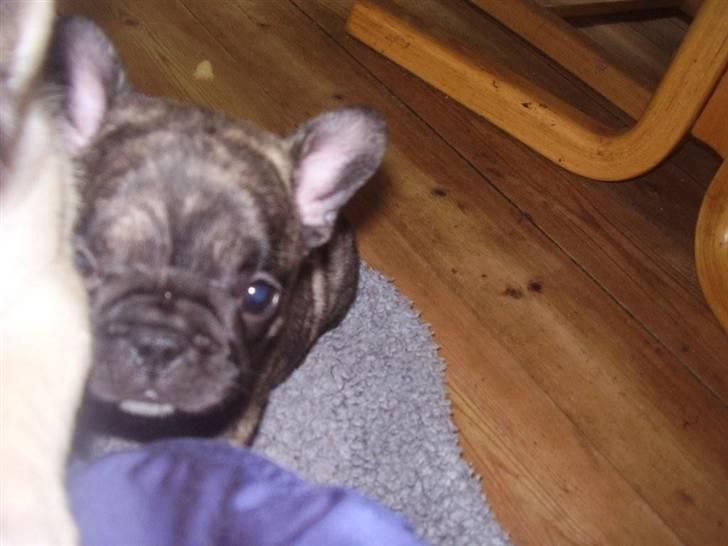 Fransk bulldog A'la'coccio's X-tra  billede 6