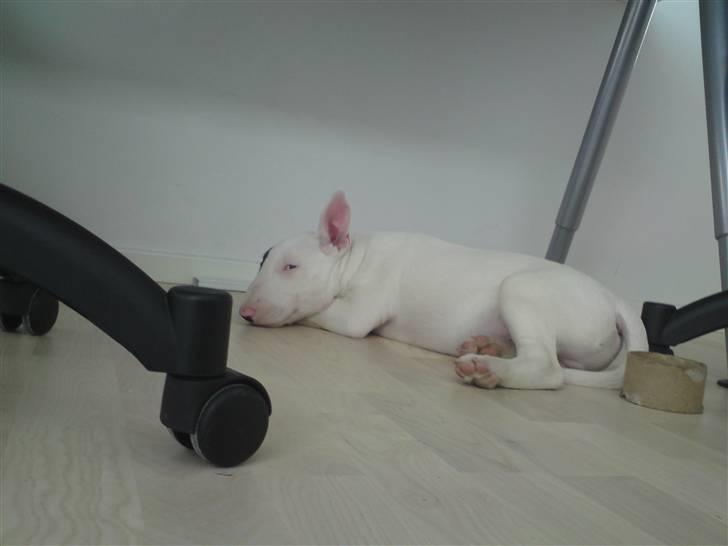 Bullterrier Ludvig billede 6