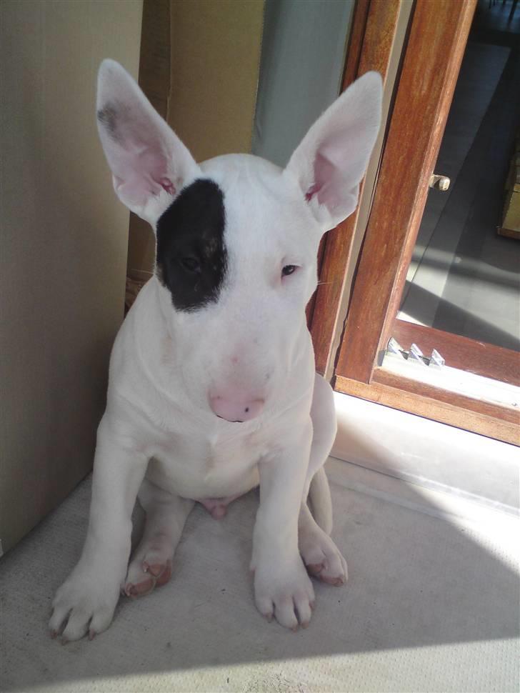 Bullterrier Ludvig billede 7