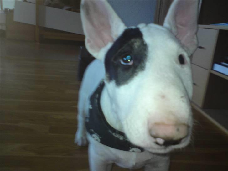 Bullterrier Ludvig billede 8