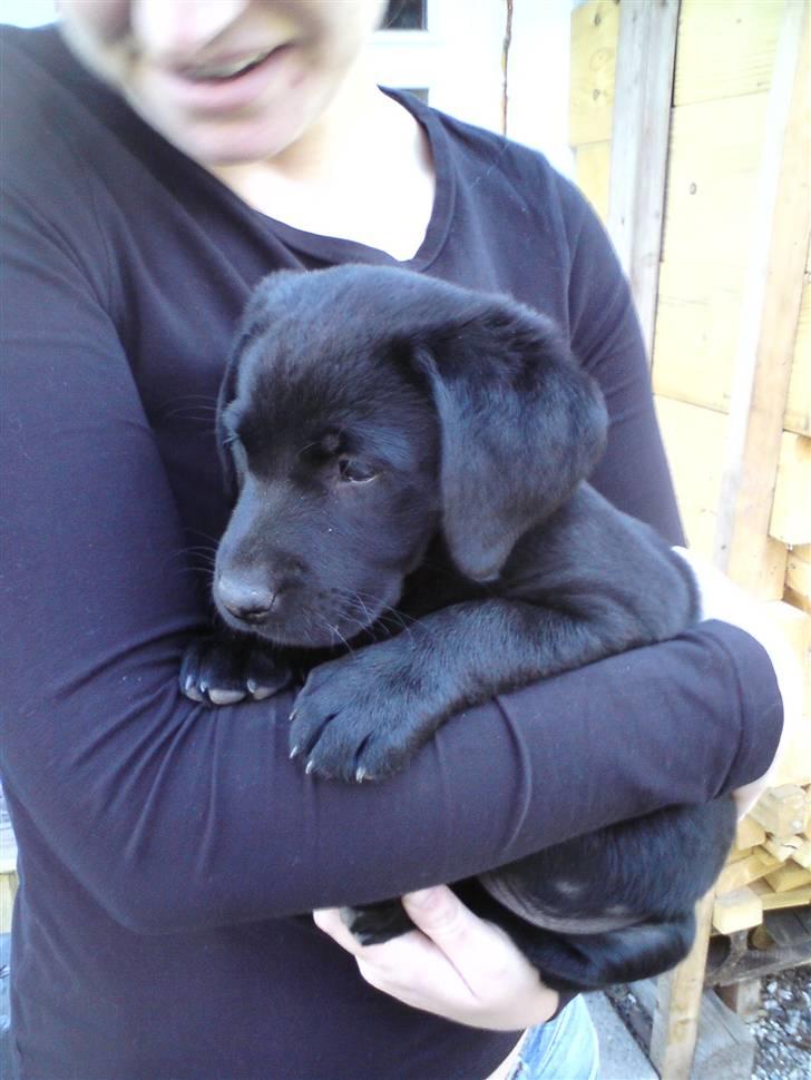Labrador retriever Daimi - Daimi da hun var 7 uger.  billede 5