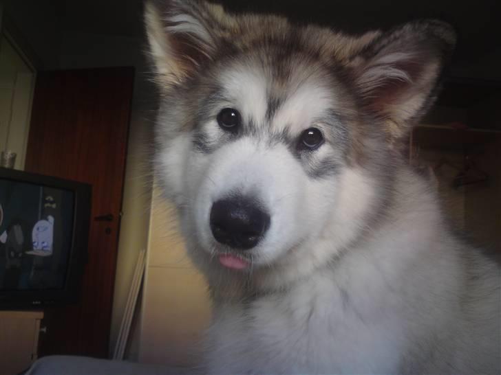Alaskan malamute joya - fra i dag den 12/9 da vi vågnede billede 6
