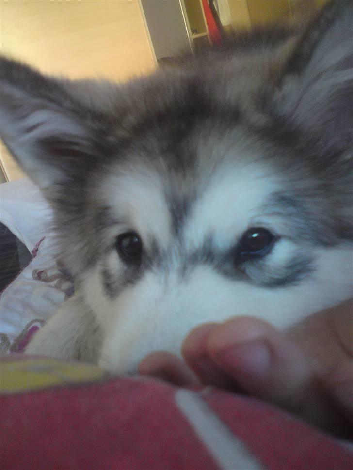 Alaskan malamute joya - hun har de smukkeste aftegninger billede 7