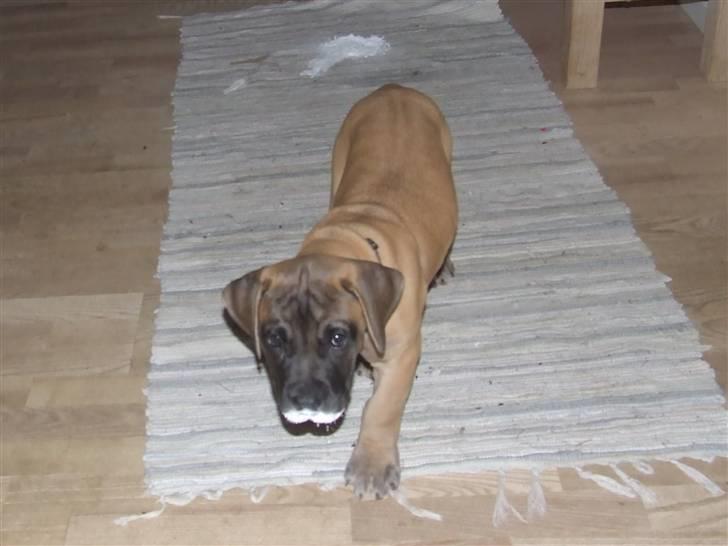 Blanding af racer Rathmann Akua Alba - Akua Alba folder sig ud! billede 16