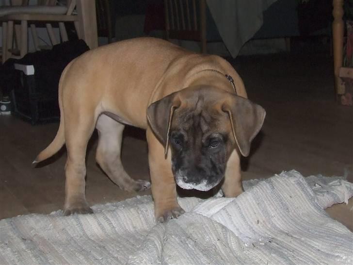 Blanding af racer Rathmann Akua Alba - Akua Alba folder sig ud! billede 17