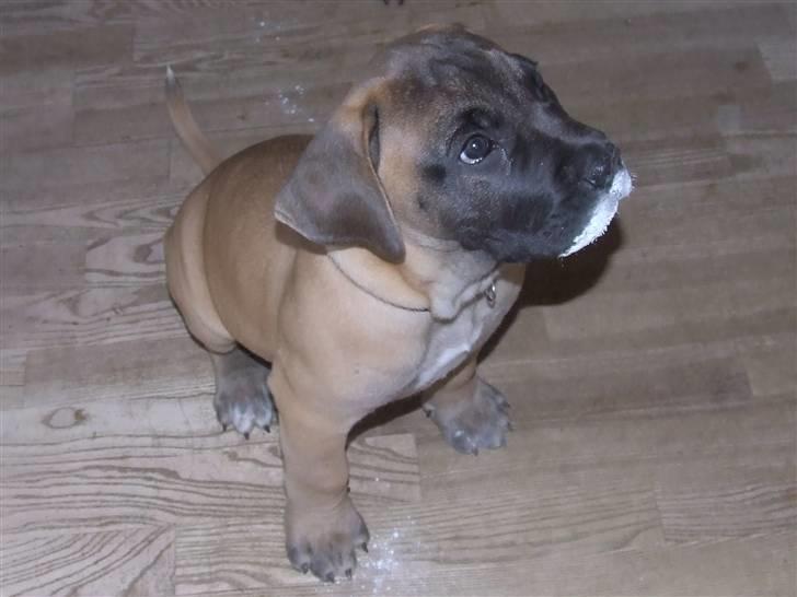 Blanding af racer Rathmann Akua Alba - Akua Alba folder sig ud! billede 18