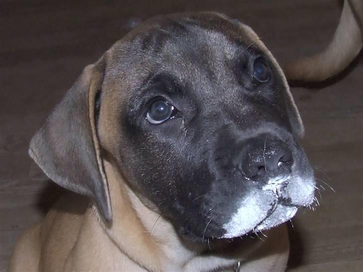 Blanding af racer Rathmann Akua Alba - Akua Alba folder sig ud! billede 19