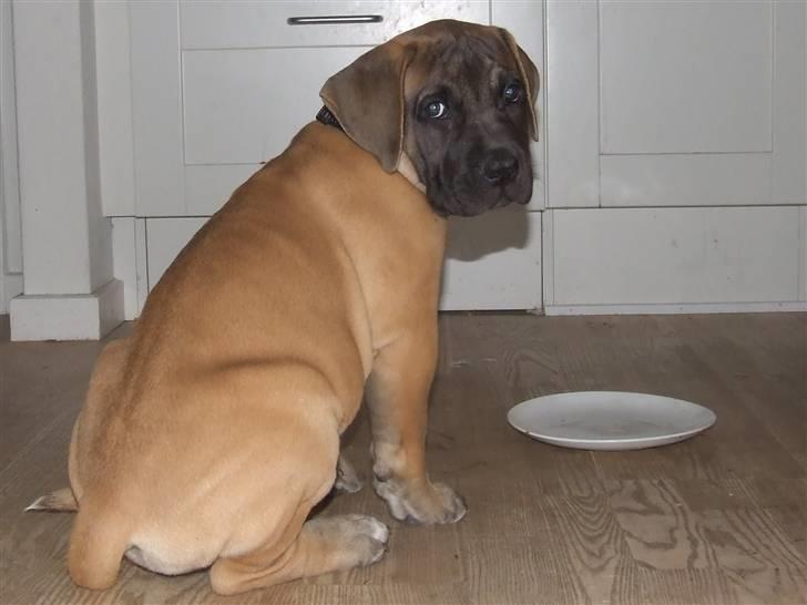 Blanding af racer Rathmann Akua Alba - Akua Alba folder sig ud! billede 20