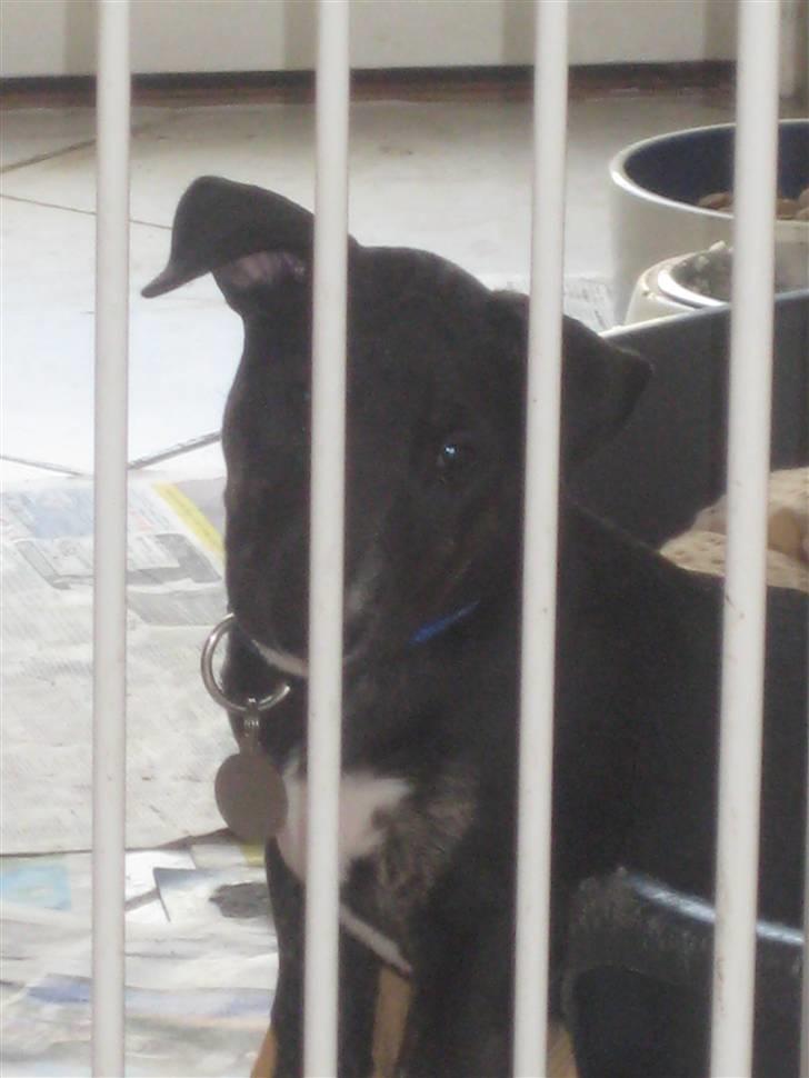 Bullterrier Kalle - Hjælp mig hun har spærret mig inde... billede 17