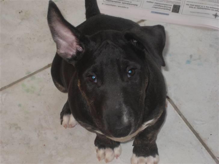 Bullterrier Kalle - Ved nu ikke helt om jeg synes det er pænt med øre der står op. D. 12 september 2008 billede 18