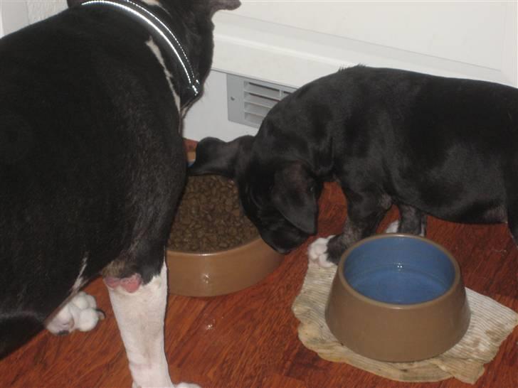 Bullterrier Kalle - tror i han ser hvis jeg tager lidt...HIHI billede 19