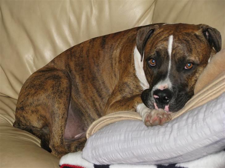 Blanding af racer OTTO billede 12