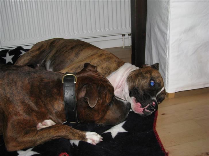 Blanding af racer OTTO - Otto med sin bedste ven Tiger billede 13