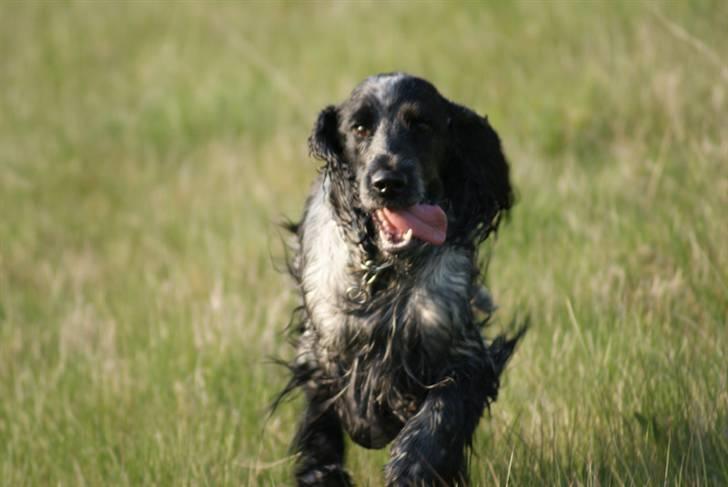 Cocker spaniel Aldur (Blue Roan) billede 10