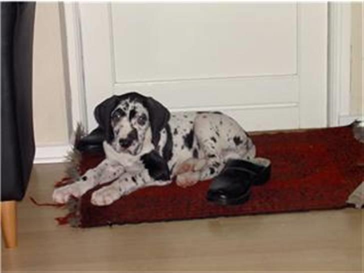 Grand danois Hektor billede 13