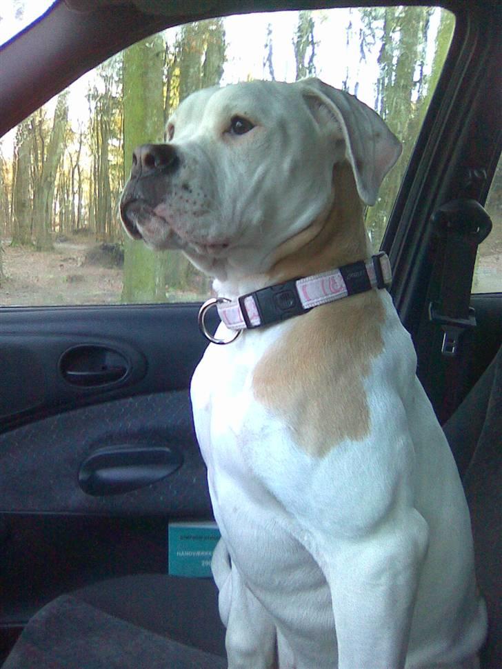 Amerikansk bulldog Trunte billede 1