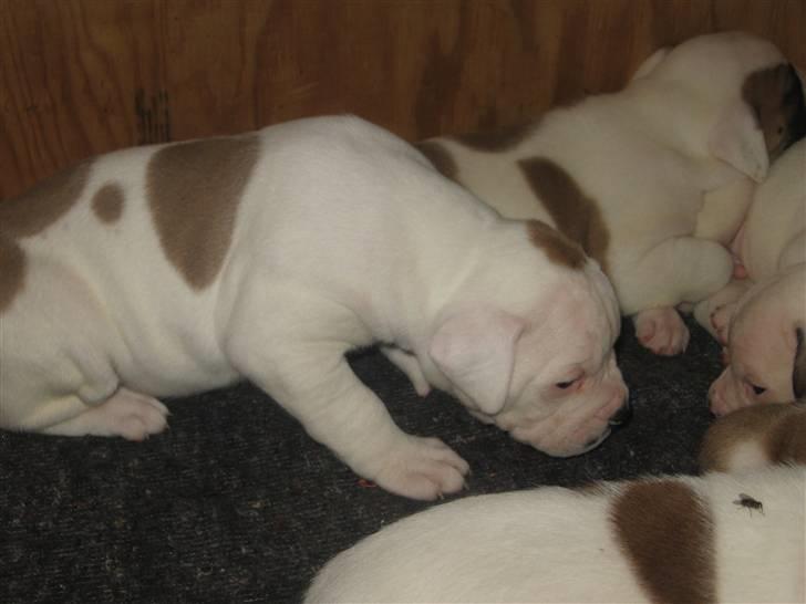 Amerikansk bulldog Trunte billede 2