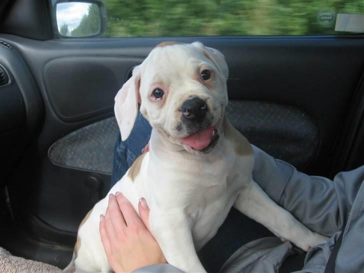 Amerikansk bulldog Trunte - På vej hjem for første gang, hun ser ikke helt bange ud :D billede 3