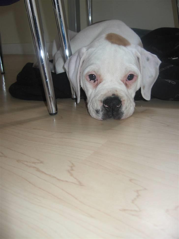 Amerikansk bulldog Trunte billede 4